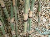 Dendrocalamus Bamboo 